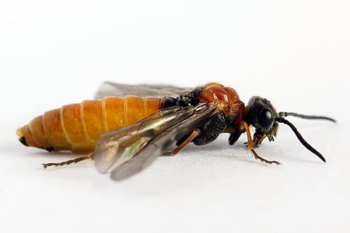 Réf. 223 105 : Dolerus aericeps